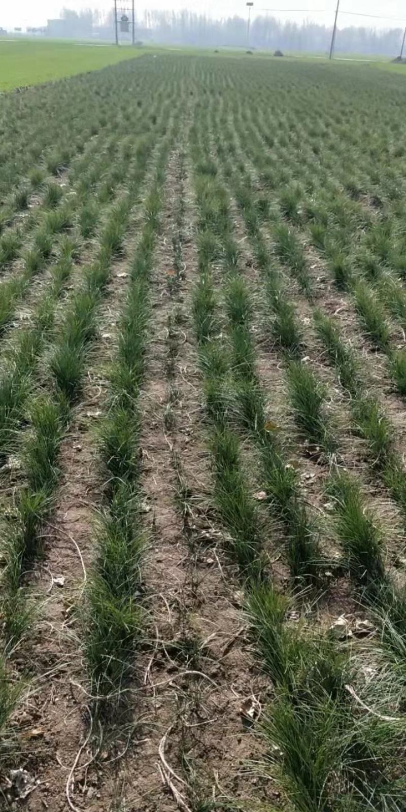 藏红花种苗是绿化苗观赏花苗非常好看香味十足