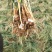 藏红花种苗是绿化苗观赏花苗非常好看香味十足