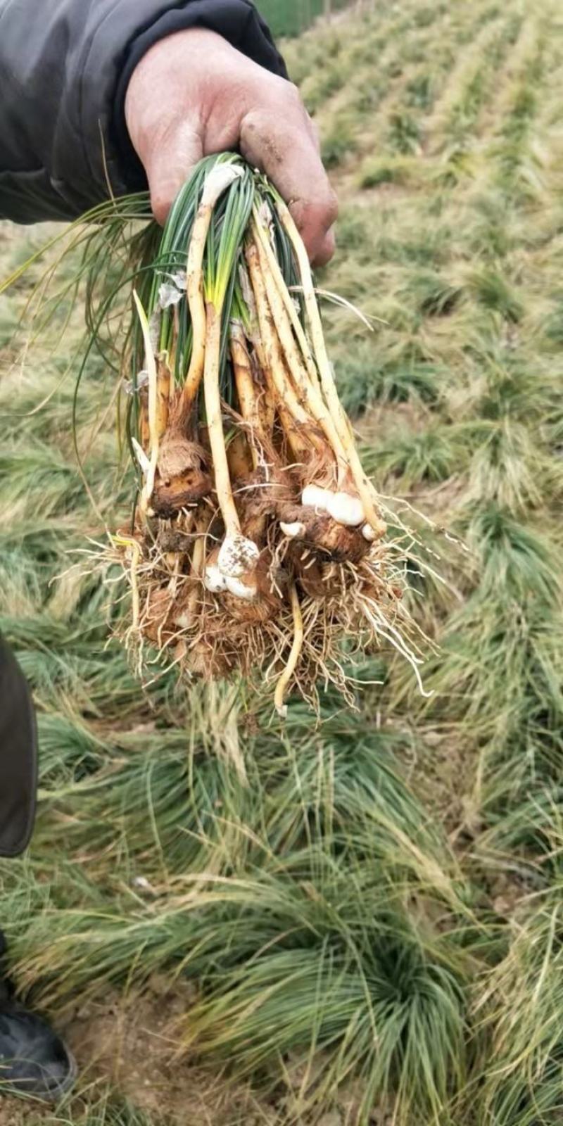 藏红花种苗是绿化苗观赏花苗非常好看香味十足