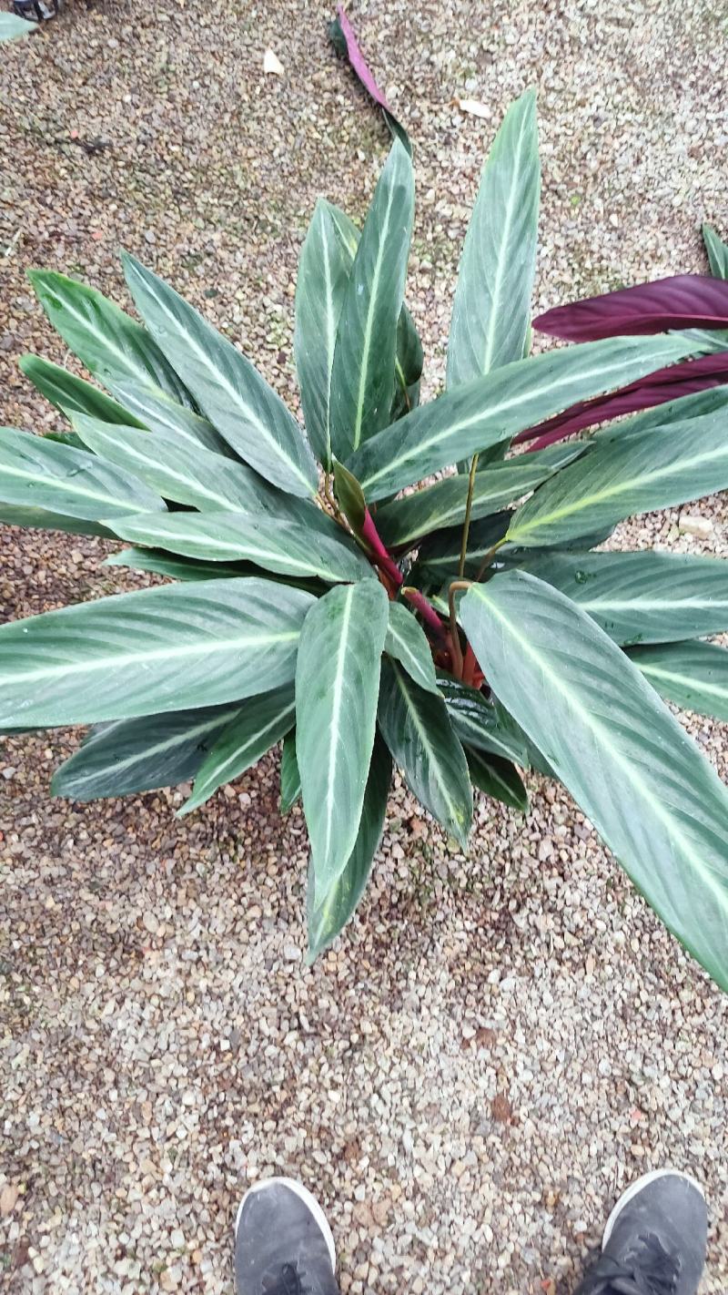 基地直供竹芋紫背天鹅绒竹芋金梦卧花锦叶葡萄