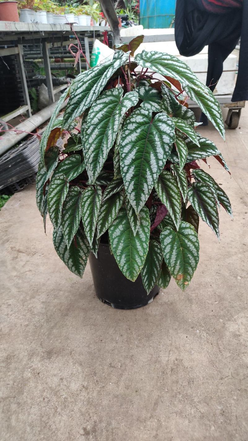 基地直供竹芋紫背天鹅绒竹芋金梦卧花锦叶葡萄