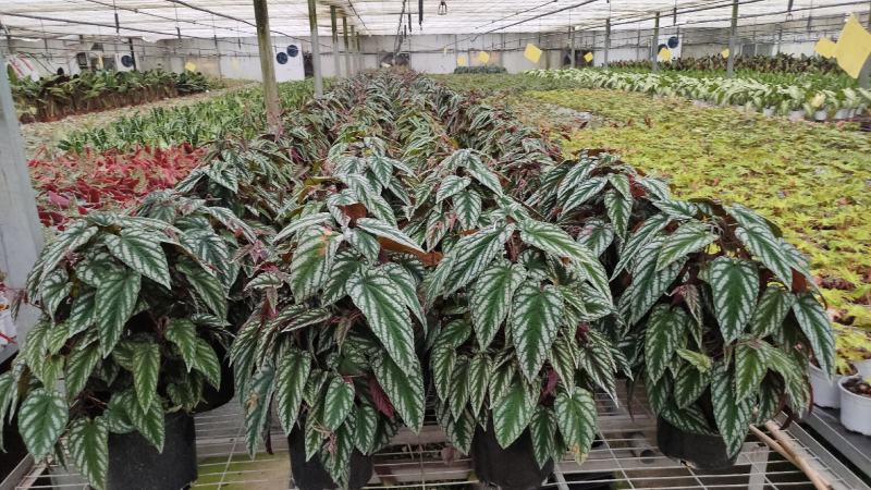 基地直供竹芋紫背天鹅绒竹芋金梦卧花锦叶葡萄