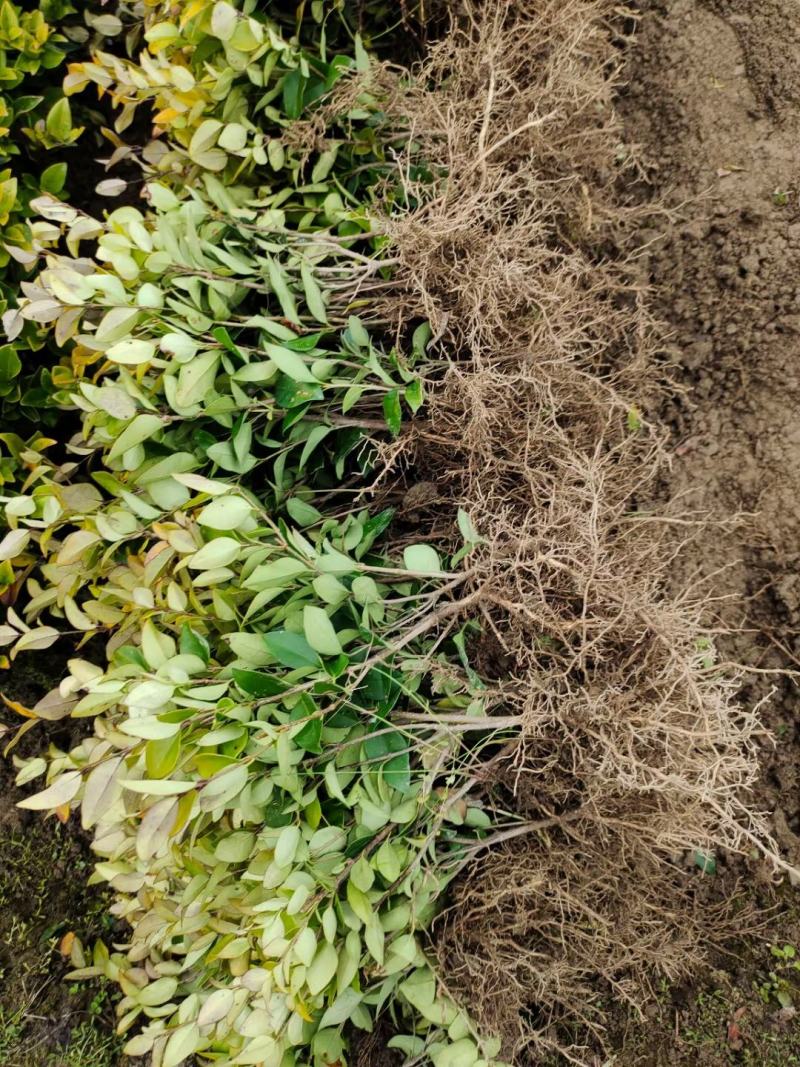 金森女贞移栽地苗根系发达易成活苗圃直供