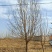 米径13公分精品红玉兰质量有保证！量大从优！
