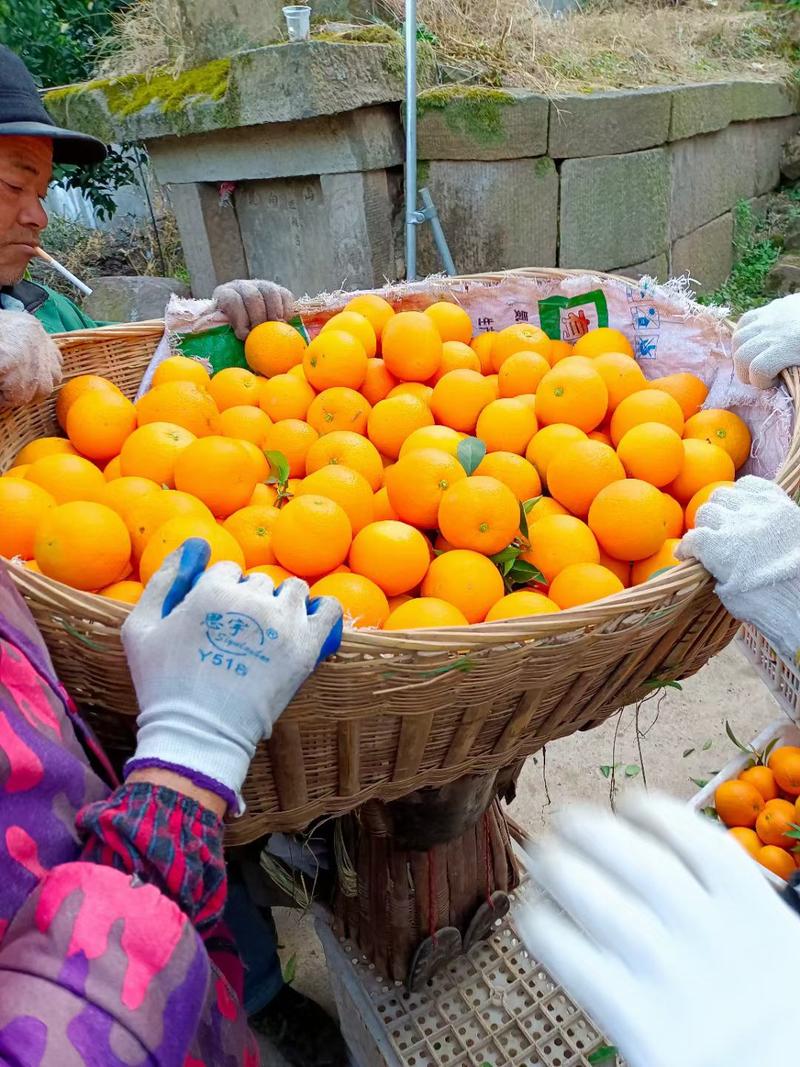 《热卖》伦晚中华红血橙夏橙对接电商社团商超市场