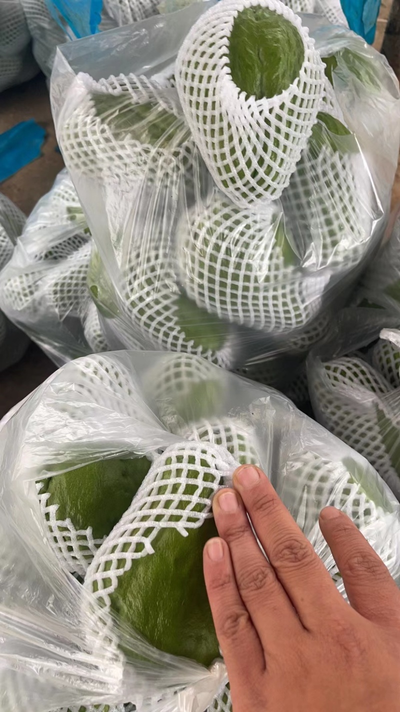 大量现货佛手瓜也称作洋瓜需要的随时有现货