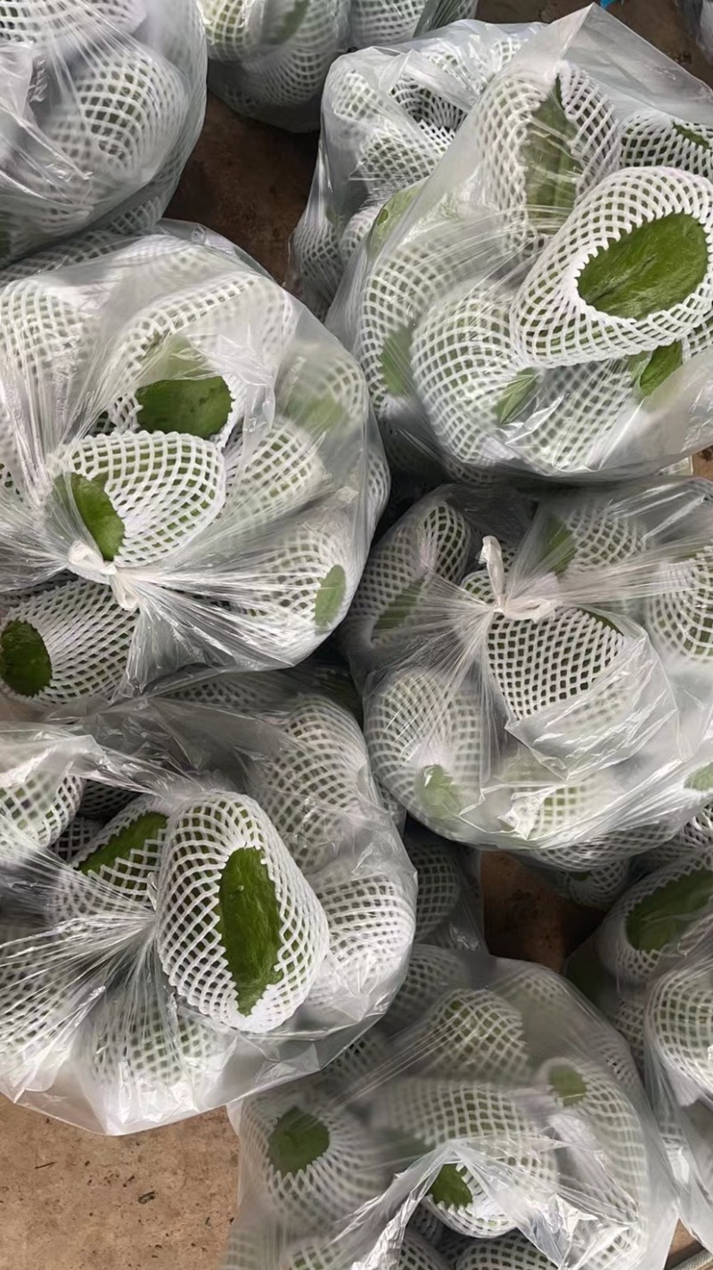 大量现货佛手瓜也称作洋瓜需要的随时有现货