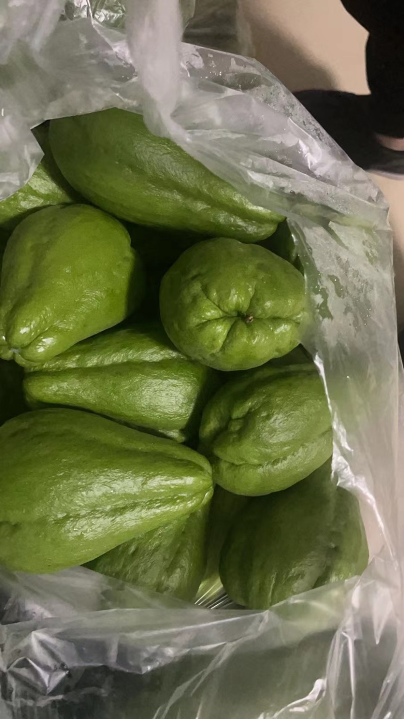 大量现货佛手瓜也称作洋瓜需要的随时有现货