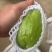 大量现货佛手瓜也称作洋瓜需要的随时有现货