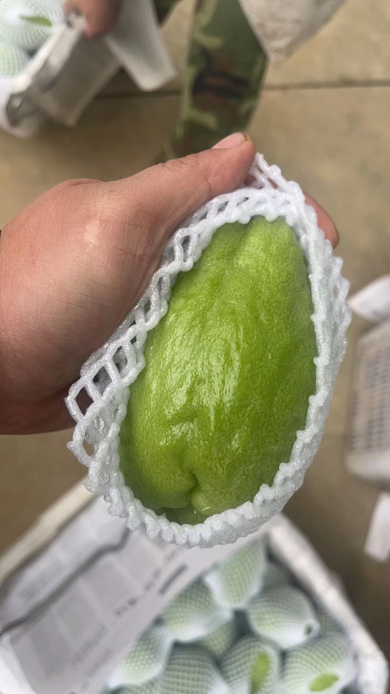 大量现货佛手瓜也称作洋瓜需要的随时有现货