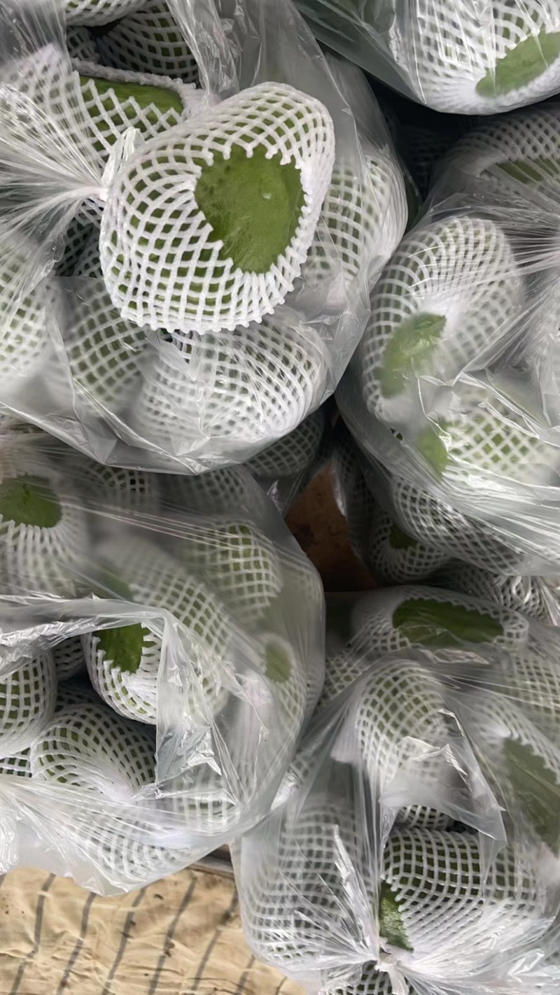 大量现货佛手瓜也称作洋瓜需要的随时有现货