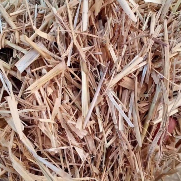 【热销稻草】稻草适用于养殖牛羊降低成本常年供应