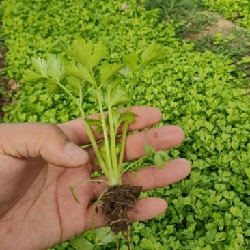 芹菜苗，西芹苗，品种齐全，常年出售。欢迎大家来基地考察。