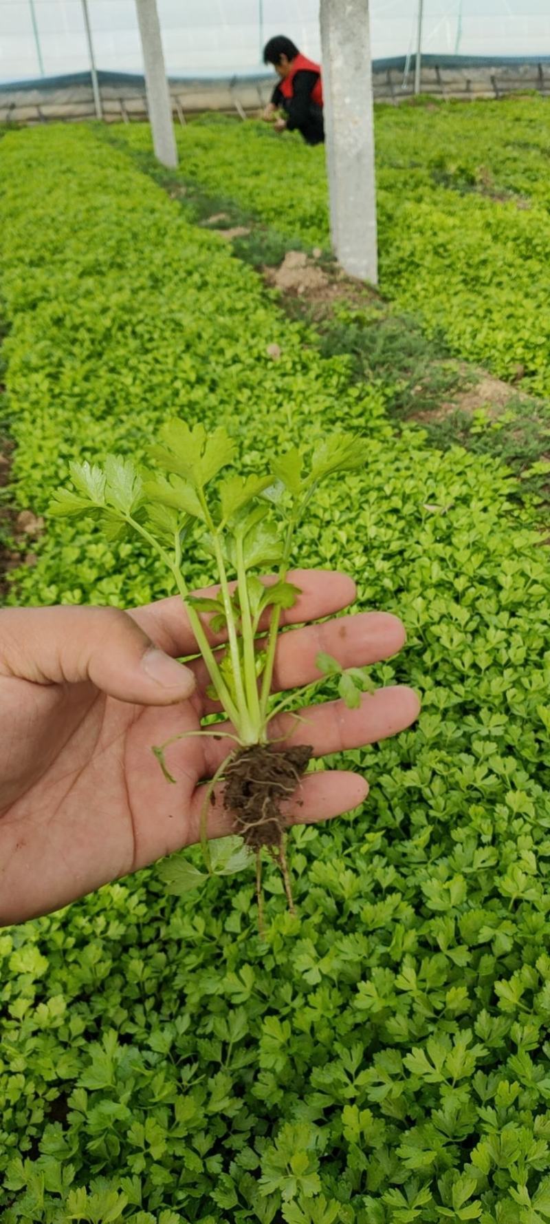 芹菜苗，西芹苗，品种齐全，常年出售。欢迎大家来基地考察。