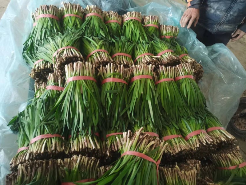 精品韭菜冷棚红根头刀韭菜大量有货质量好