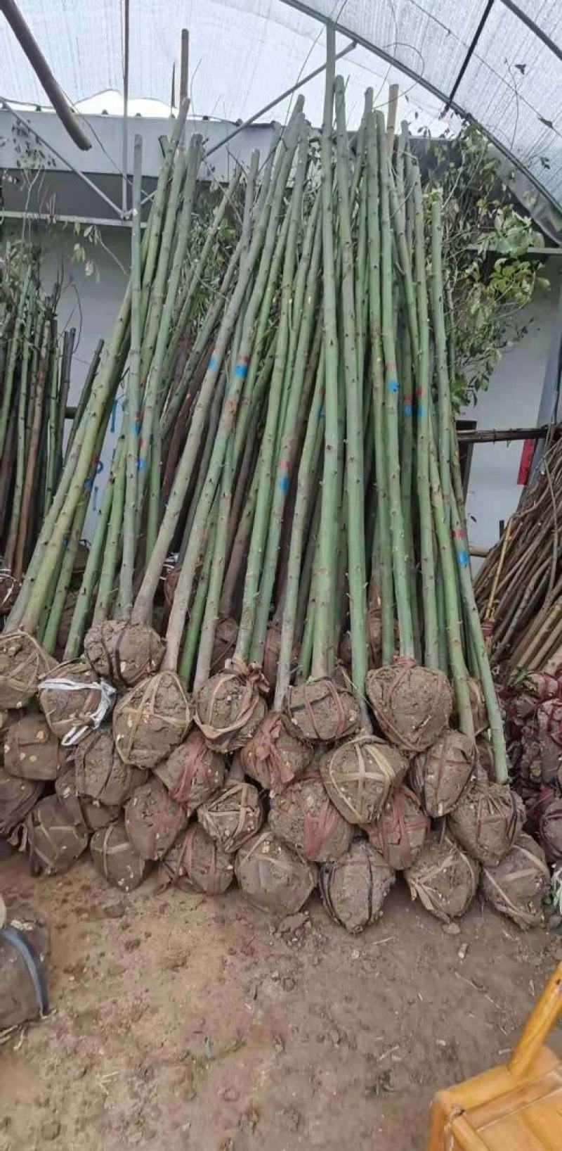 地径2公分精品香樟质量有保证！量大从优！