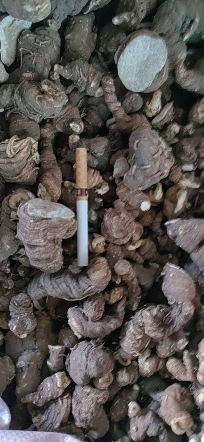 虫楼