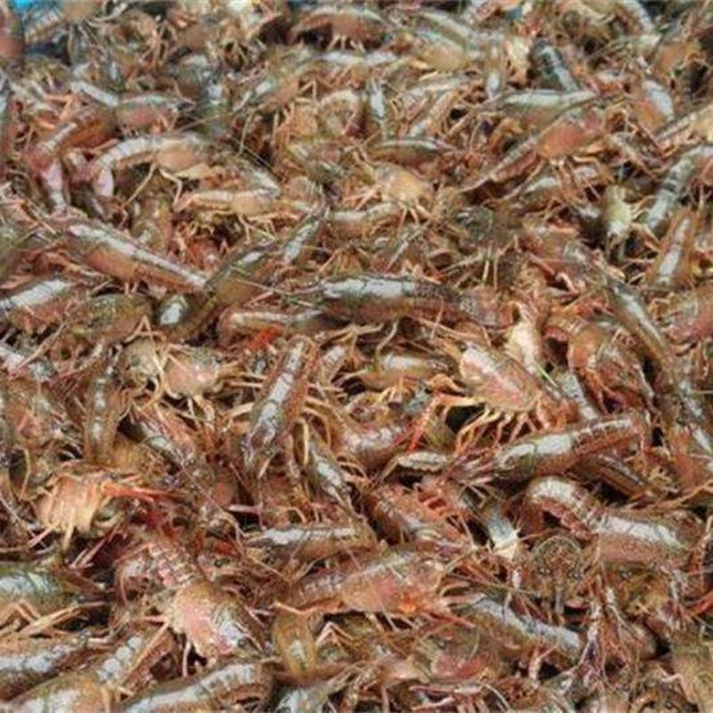 江苏456钱小龙虾大量有货，长期供应大小市场餐饮