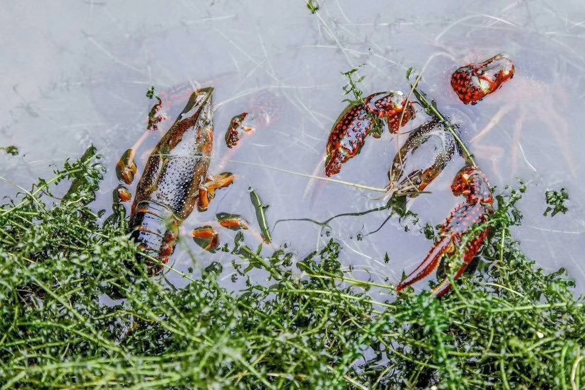 红盔甲小龙虾活体特写：成虾静伏于清水浅滩，甲壳呈深朱红色带金属光泽，螯足粗壮带棘刺，尾扇舒展，背景可见微波粼粼的生态养殖池