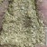 【热销花生秧】花生秧牛马羊专用料欢迎选购