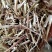 【热销花生秧】花生秧牛马羊专用料欢迎选购