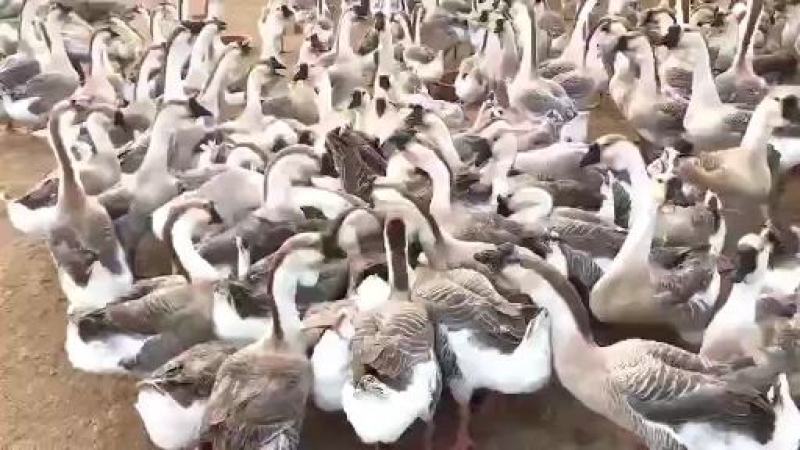 大种三花鹅苗包技术包防疫包成活品种好，价格低。