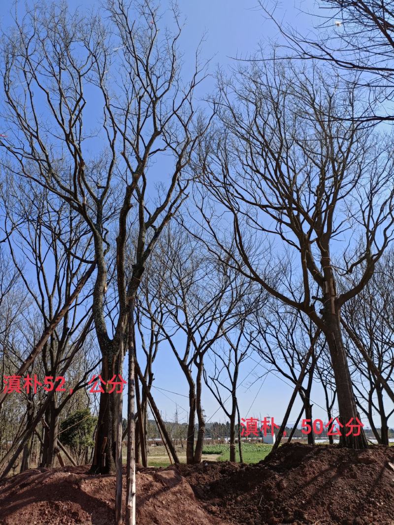 长期供应各种绿化一手苗木、滇朴、黄连木