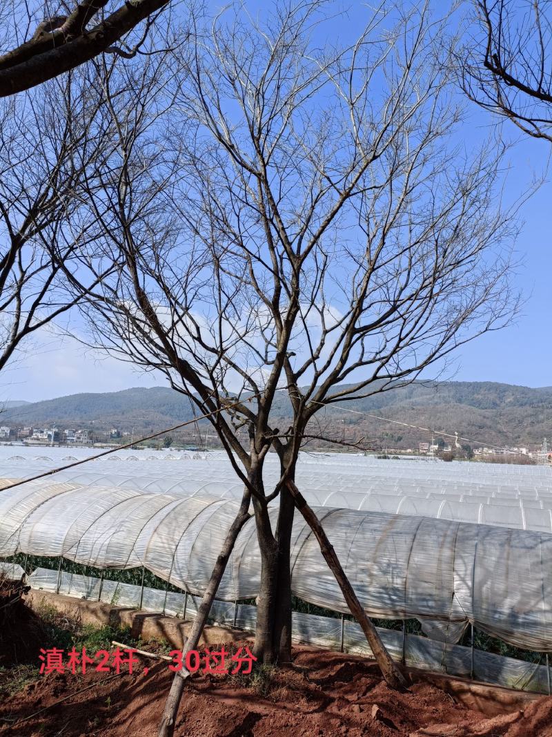 长期供应各种绿化一手苗木、滇朴、黄连木