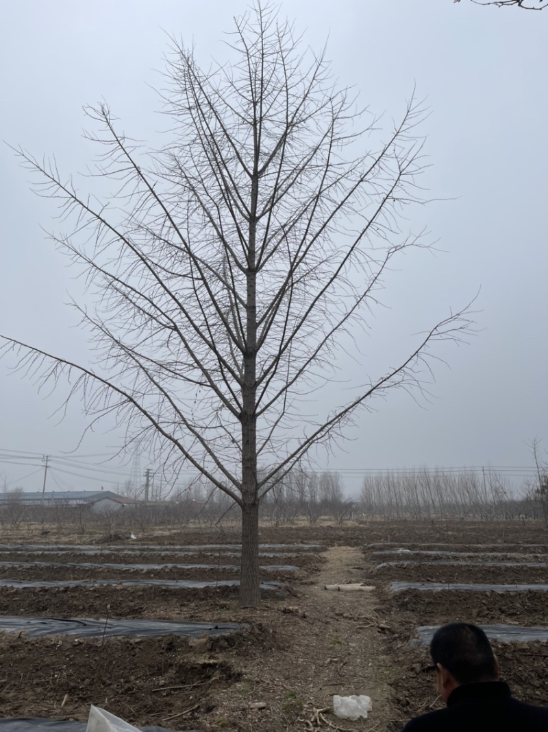 银杏大规格银杏树货源充足产地直供，优质，低价保证质量，