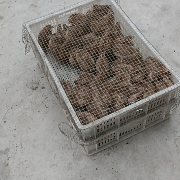 鹌鹑活苗家养产蛋鹌鹑活体青年鹌鹑苗鹌鹑幼苗