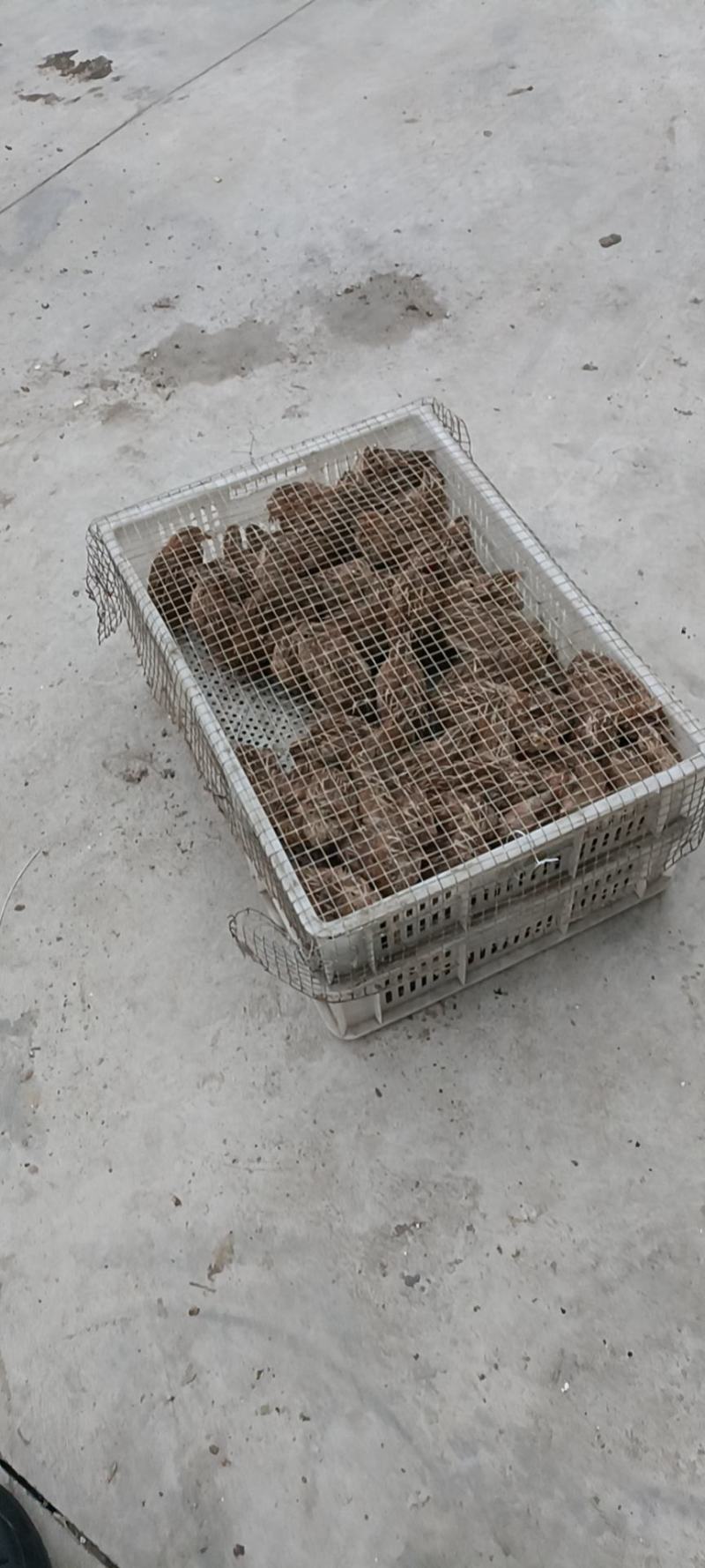 鹌鹑活苗家养产蛋鹌鹑活体青年鹌鹑苗鹌鹑幼苗