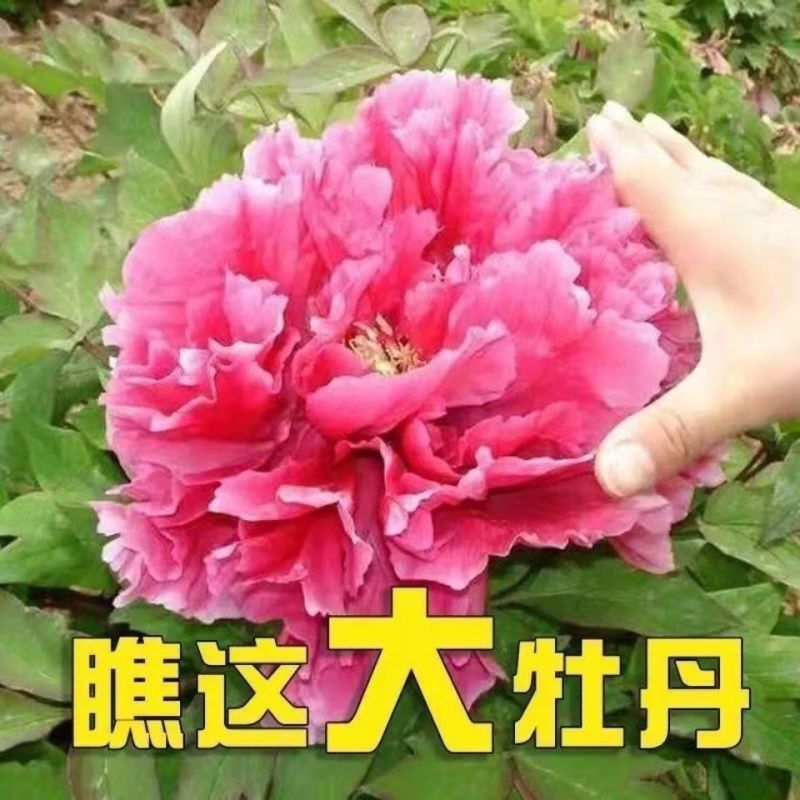 牡丹/牡丹苗/山东牡丹/牡丹花卉/芹叶牡丹