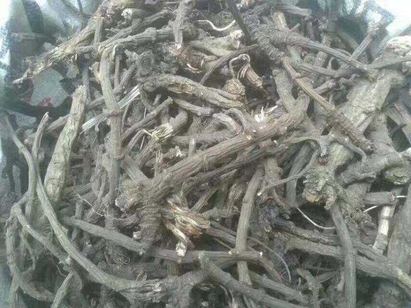 羌活
