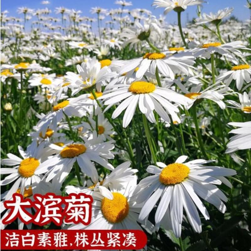 大滨菊种子西洋滨菊多年生宿根花卉种子提供种植技术