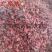 【实拍】山茱萸山萸肉山芋肉枣皮颜色好无籽肉厚一公斤起批