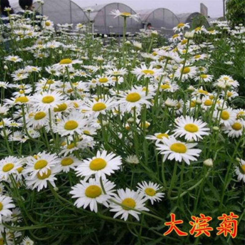 大滨菊种子西洋滨菊多年生宿根花卉种子提供种植技术