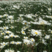 大滨菊种子西洋滨菊多年生宿根花卉种子提供种植技术