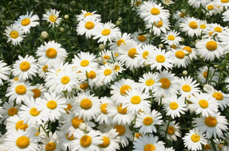 大滨菊种子西洋滨菊多年生宿根花卉种子提供种植技术