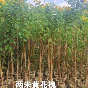黄花槐2米高（美植袋）