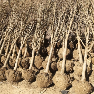 【荐】石榴苗果石榴苗突尼斯软籽石榴树苗批发石榴苗视频看货
