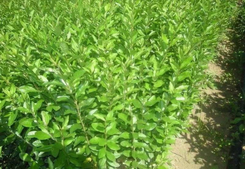 水蜡绿篱，水蜡基地，常年低价供应，河北保定苗圃基地