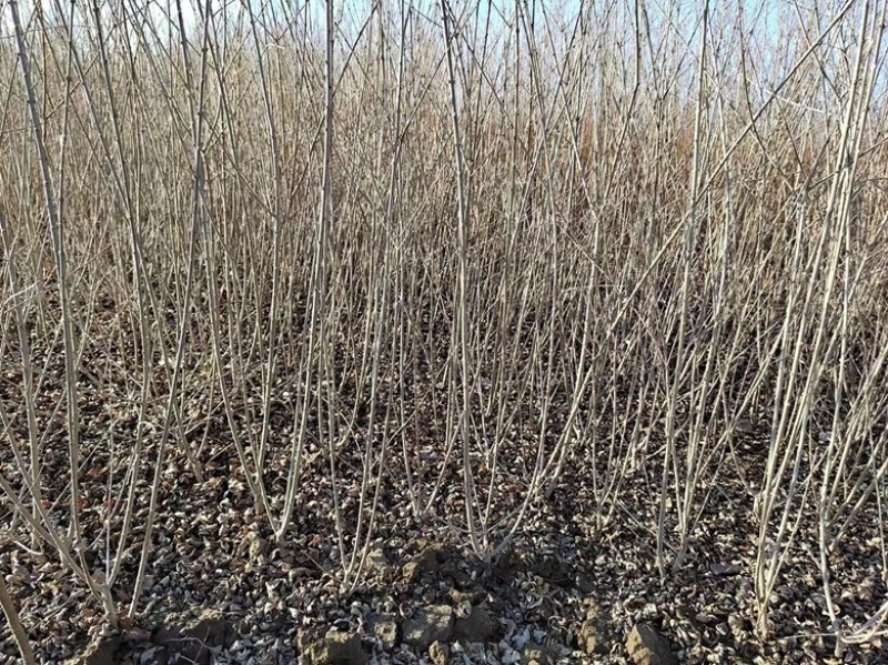 水蜡绿篱，水蜡基地，常年低价供应，河北保定苗圃基地