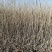 水蜡绿篱，水蜡基地，常年低价供应，河北保定苗圃基地