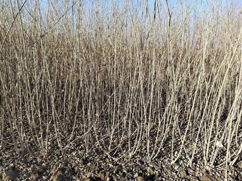 水蜡绿篱，水蜡基地，常年低价供应，河北保定苗圃基地