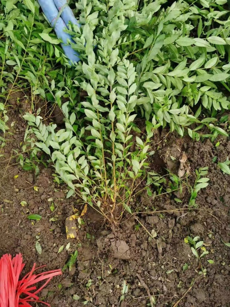 水蜡绿篱，水蜡基地，常年低价供应，河北保定苗圃基地