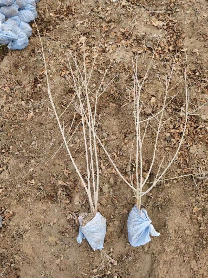 水蜡绿篱，水蜡基地，常年低价供应，河北保定苗圃基地