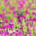 千日红种子千日白种子千日紫种子易种易活庭院景观火球花