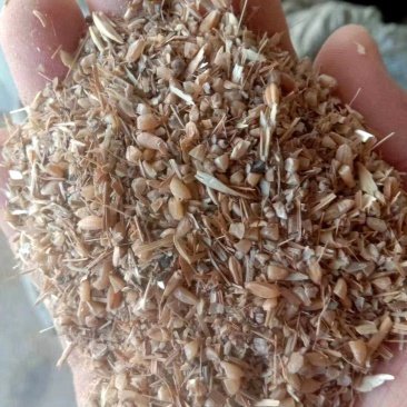 【热销】碎小麦用于养殖厂直接喂养，饲料厂添加