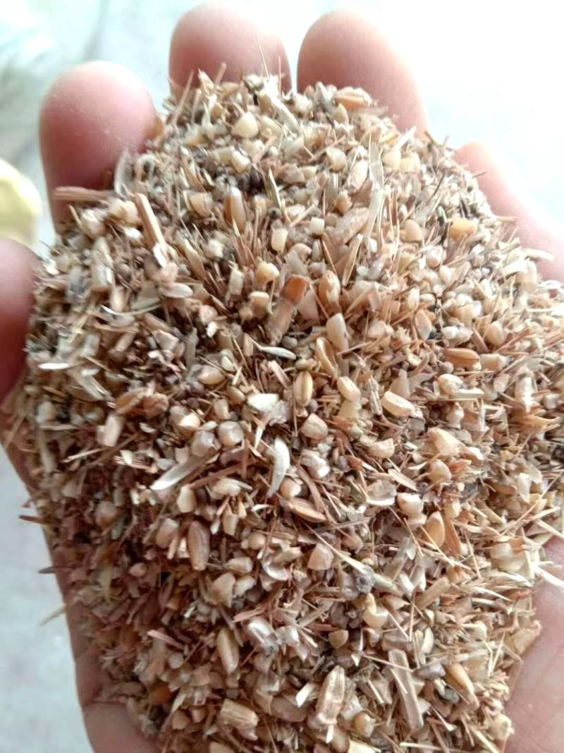 【热销】碎小麦用于养殖厂直接喂养，饲料厂添加