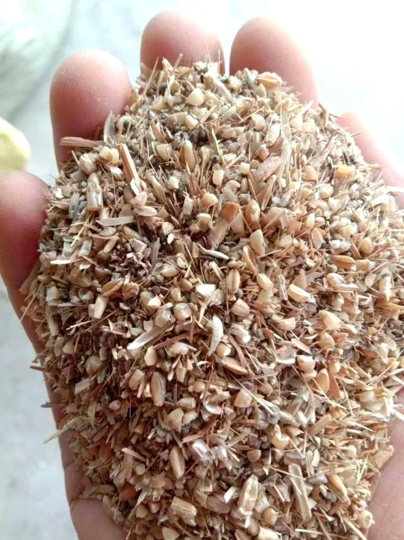 【热销】碎小麦用于养殖厂直接喂养，饲料厂添加